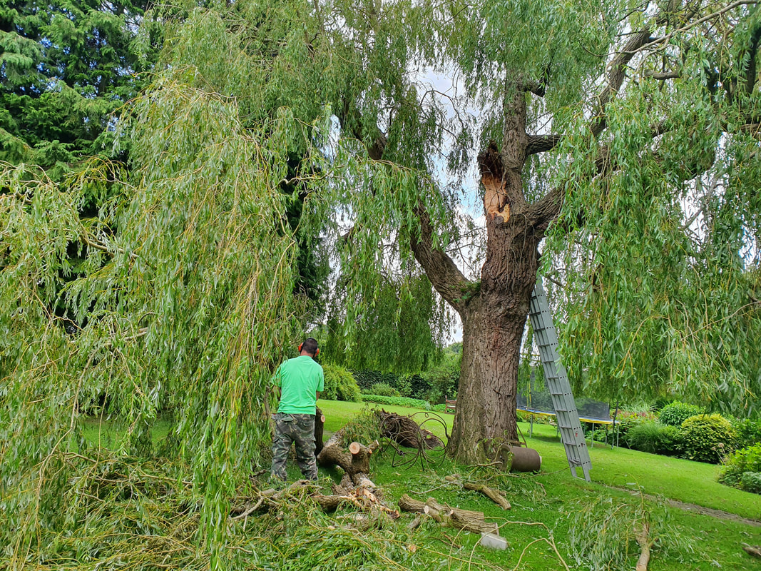 Branch Removal in Ruislip