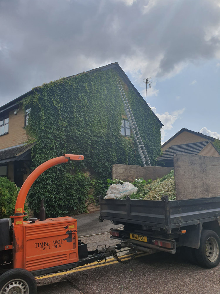 Ivy Removal from House in Ickenham