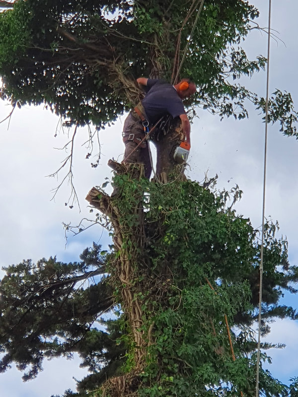 Tree Care in Greenford