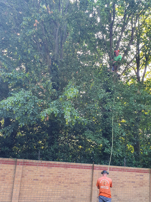 Tree Reducing in Hillingdon