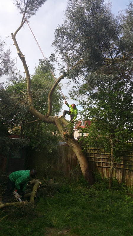tree felled in Uxbridge Harrow West London
